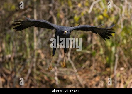 Un grand faucon noir, Buteogallus ubitinga, en vol.Rio Claro, Pantanal, Mato Grosso, Brésil Banque D'Images