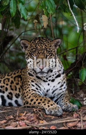 Une jaguar, Panthera onca, se reposant à l'ombre et regardant la caméra.Pantanal, Mato Grosso, Brésil Banque D'Images