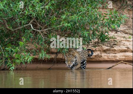 Une jaguar, Panthera onca, marche dans l'eau.Pantanal, Mato Grosso, Brésil Banque D'Images