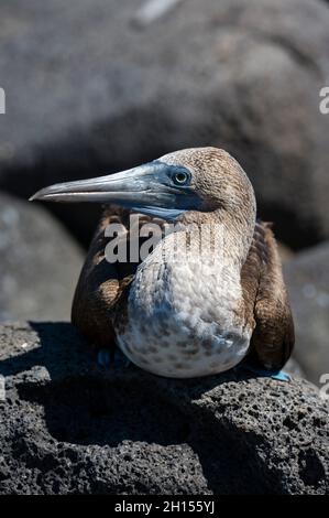 Une chaussette à pieds bleus, Sula nebouxii.Île de Seymour Nord, Galapagos, Equateur Banque D'Images