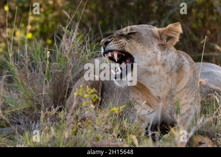 Une lionne, Panthera leo, arrachant.VOI, zone de conservation de Tsavo, Kenya. Banque D'Images