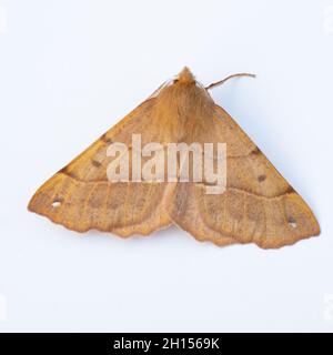 Colotois pennaria, la Moth à plumes Thorn, reposant sur un fond blanc. Banque D'Images