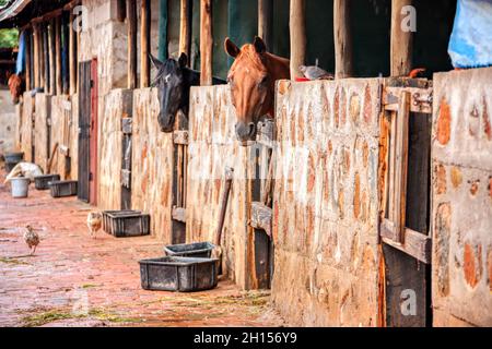 Cheval stable dans une ferme en Afrique, Botswana Banque D'Images