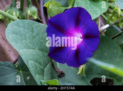 Bleu profond Mourning Glory vigne s'ouvre Banque D'Images