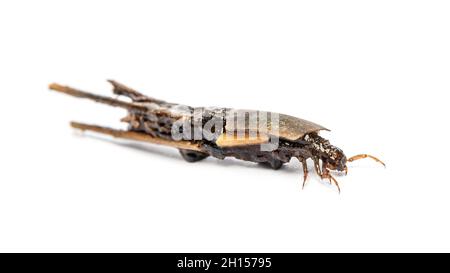 Larve de caddisfly Phryganea specie dans des étuis ou des coquilles de protection, faits de morceaux de plantes, de feuilles et de bois Banque D'Images