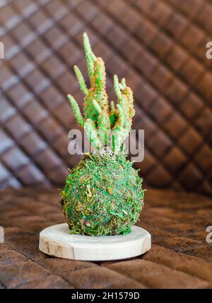Kokedama d'un petit cactus appelé Opuntia microdasys également connu sous le nom de cactus Bunny Ears Banque D'Images