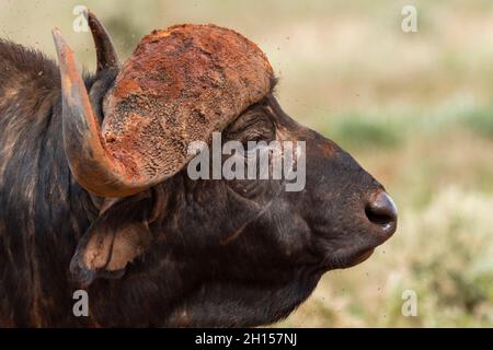 Gros plan d'un buffle africain, Syncerus caffer.VOI, parc national de Tsavo, Kenya. Banque D'Images