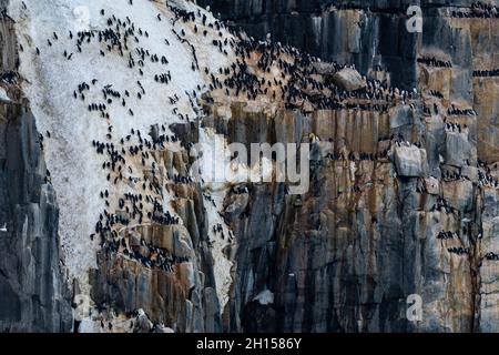 Falaises d'Alkefjellet pleines de guillemots de Brunnich, Uria lomvia.Nordaustlandet, Svalbard, Norvège Banque D'Images