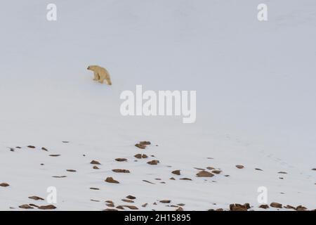 Un ours polaire solitaire, Ursus maritimus, sur l'île de Wilhelmoya.Détroit de Hinloway, Norgaustlandet, Svalbard, Norvège. Banque D'Images