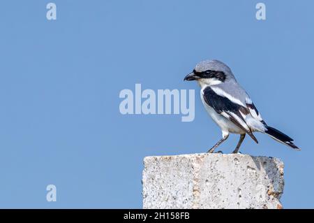 Gris Shrike dans un style assis sur un poteau Banque D'Images