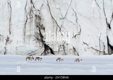 Renne Svalbard, Rangifer tarandus, marchez le long d'un front de glacier.Svalbard, Norvège Banque D'Images