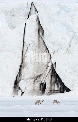 Renne Svalbard, Rangifer tarandus, marchez le long d'un front de glacier.Svalbard, Norvège Banque D'Images