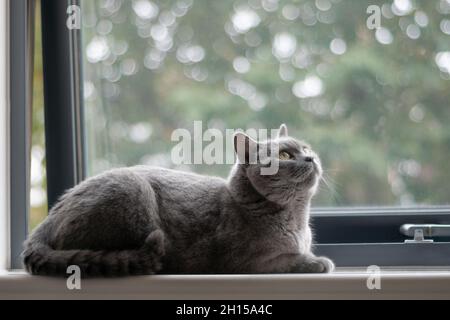 Chat pyrashort britannique en fourrure bleu-gris reposant à la maison.Le chat de race pure et belle est confortablement installé sur le rebord de la fenêtre Banque D'Images
