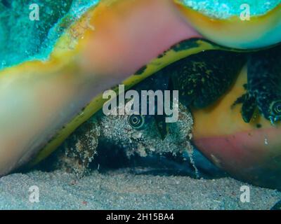 Gros plan d'un grand conch sur le fond marin sous la mer Banque D'Images