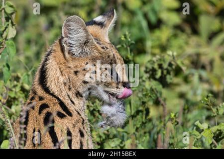 Un serval, Leptaturus serval, après avoir alimenté un lièvre.Ndutu, zone de conservation de Ngorongoro, Tanzanie Banque D'Images