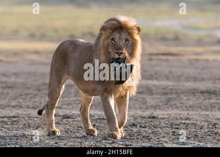 Un lion mâle, Panthera leo, tenant un sac de haricots de photographie perdu par un touriste.Ndutu, zone de conservation de Ngorongoro, Tanzanie Banque D'Images