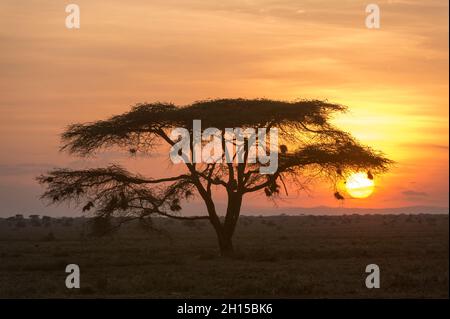 Un acacia au coucher du soleil.Ndutu, zone de conservation de Ngorongoro, Tanzanie. Banque D'Images