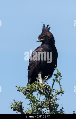 Un aigle à longue crête, Lopheetus occipitalis, qui perche sur un arbre.Ndutu, zone de conservation de Ngorongoro, Tanzanie. Banque D'Images