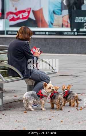 femme assise sur un banc entourée de ses petits chiens de terrier tout en fuyant une cigarette et en utilisant un smartphone. femme d'âge moyen marchant trois chiens Banque D'Images