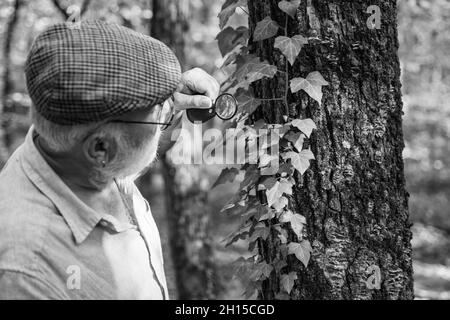Curiosité à la botanique.Détective difficile en forêt.Explorez la nature.Retraité avec loupe explorant la forêt jour d'automne.Vieux scientifique.Botaniste Banque D'Images
