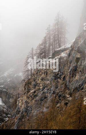 Brouillard sur les arbres à Val Savarenche.Aoste, Val Savarenche, Parc National du Gran Paradiso, Italie. Banque D'Images