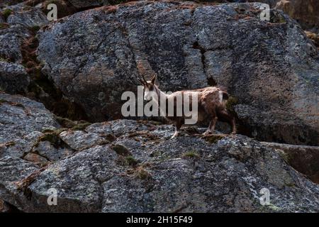 Une chamois alpine, Rupicapra rupicapra, sur des rochers.Aoste, Val Savarenche, Parc National du Gran Paradiso, Italie. Banque D'Images