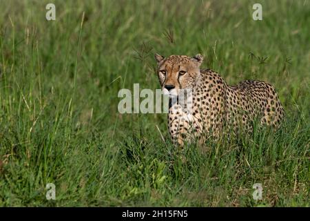 Un guépard, Acynonix jubatus, marche dans une grande herbe.Seronera, Parc national du Serengeti, Tanzanie Banque D'Images