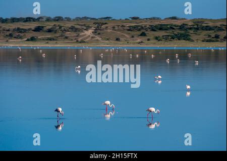 Les plus grands flamants, Phoenicopterus roseus, se nourrissant dans le lac Ndutu.Ndutu, zone de conservation de Ngorongoro, Tanzanie. Banque D'Images