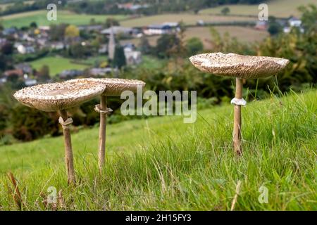 Champignons/champignons sur Coppett Hill commune près de Goodrich près de Ross-on-Wye dans le Herefordshire, en Angleterre, Royaume-Uni.Goodrich en arrière-plan.2021 Banque D'Images