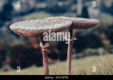 Champignons/champignons sur Coppett Hill commune près de Goodrich près de Ross-on-Wye dans le Herefordshire, en Angleterre, Royaume-Uni.Goodrich en arrière-plan.2021 Banque D'Images