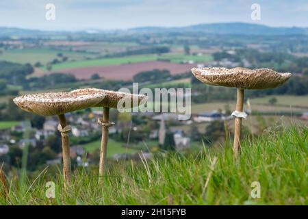 Champignons/champignons sur Coppett Hill commune près de Goodrich près de Ross-on-Wye dans le Herefordshire, en Angleterre, Royaume-Uni.Goodrich en arrière-plan.2021 Banque D'Images