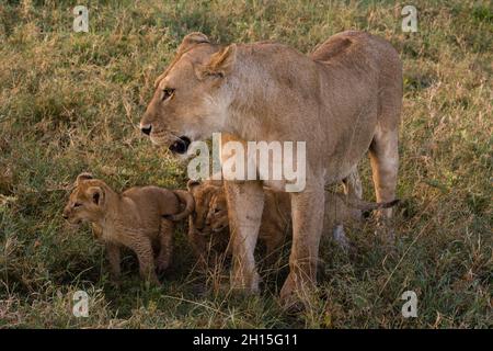 Une lionne femelle, Panthera leo, avec ses 45-50 petits jours.Ndutu, zone de conservation de Ngorongoro, Tanzanie. Banque D'Images