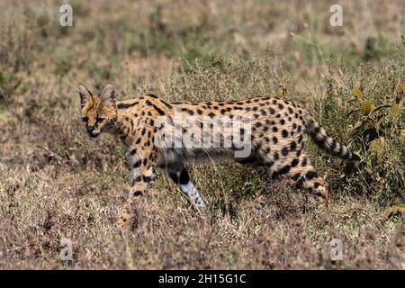 Un serval, Leptaturus serval, à pied.Ndutu, zone de conservation de Ngorongoro, Tanzanie. Banque D'Images