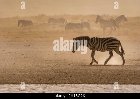 Zèbres de Burchell, Equus Quagga Burchellii, marchant dans la poussière.Ndutu, zone de conservation de Ngorongoro, Tanzanie. Banque D'Images