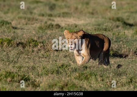 Une lionne, Panthera leo, prête à attaquer.Ndutu, zone de conservation de Ngorongoro, Tanzanie. Banque D'Images