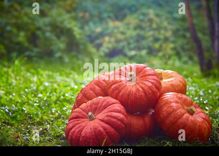 Bouquet de grandes citrouilles d'orange sur l'herbe verte.Récolte d'automne, Halloween.Arrière-plan avec CopySpace. Banque D'Images