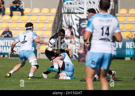 Parme, Italie.16 octobre 2021.Junior LALOIFI (Zebre Parme) pendant le Zebre Rugby Club vs Glasgow Warriors, United Rugby Championship Match à Parme, Italie, octobre 16 2021 crédit: Independent photo Agency/Alay Live News Banque D'Images