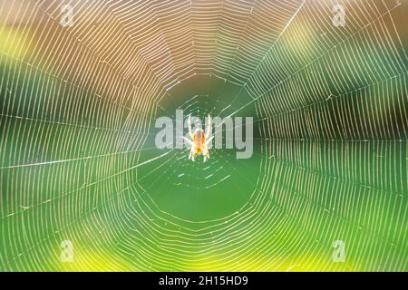 Araignée sur toile d'araignée sur fond d'arbres verts flous.Toile d'araignée de macro.Gros plan de la toile d'araignée en forêt.Toile d'araignée dans la forêt ensoleillée Banque D'Images