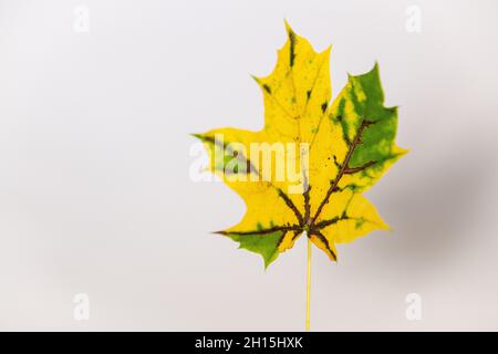 Feuilles d'automne - feuille d'automne colorée sur fond blanc découpe des feuilles d'automne colorées - caroténoïdes révélés Banque D'Images
