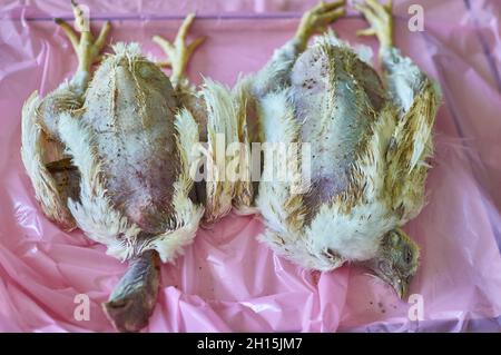 Mort carcasse de volaille de poulet à griller avant la dissection post mortem de Necropsy Banque D'Images