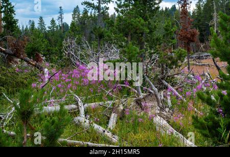 Fleurs sauvages dans la zone thermale du volcan Mud, parc national de Yellowstone, Wyoming Banque D'Images