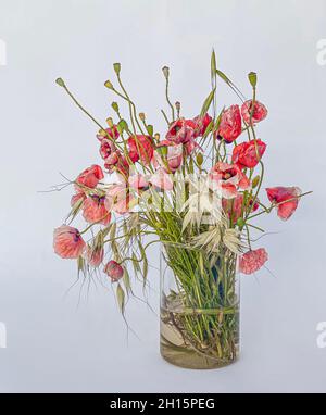 Bouquet de fleurs sauvages mélangées, herbes et coquelicots, dans un vase en verre. Banque D'Images