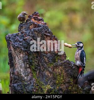 Magnifique pic à pois avec cacahuètes sous la surveillance d'un chaffinch, Morton Lochs, réserve naturelle nationale de Tentsmuir, Fife, Écosse, Royaume-Uni Banque D'Images