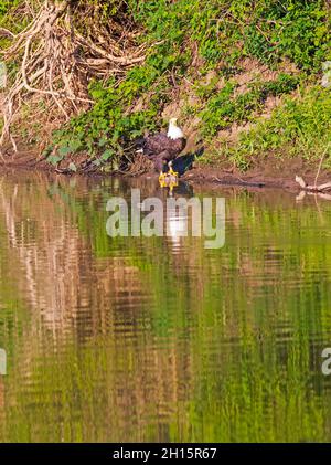 Un aigle à tête blanche, Haliaeetus leucocephalus, se trouve au bord de l'eau sur la rivière Illinois, à l'écluse de la Grange et au barrage au sud de Beardstown. Banque D'Images