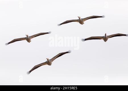 Pélicanes blancs américains volant au-dessus de Starved Rock sur l'Illinois River Banque D'Images