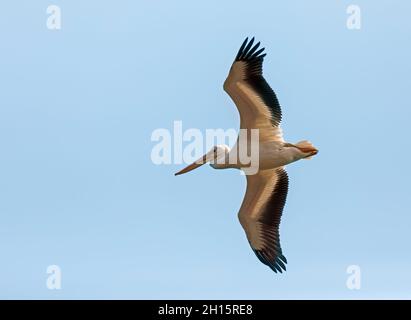 American White Pelican en vol sur l'Illinois River Banque D'Images
