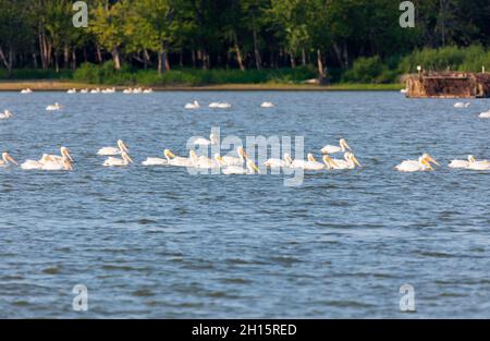 Pélicans blancs américains, Pelecanus erythrorhynchos sur la rivière Illinois Banque D'Images