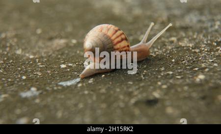 conde, bahia, brésil - 9 octobre 2021 : l'escargot est visible dans un jardin de la ville de Conde. Banque D'Images