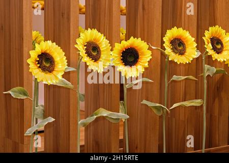 Des tournesols décoratifs fleurissent sur une clôture en bois à l'extérieur Banque D'Images