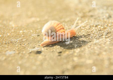 conde, bahia, brésil - 9 octobre 2021 : l'escargot est visible dans un jardin de la ville de Conde. Banque D'Images